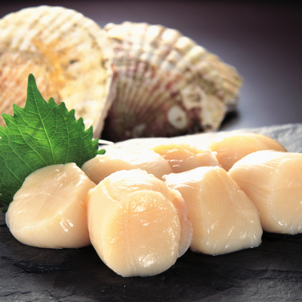 Fresh scallops near deals me