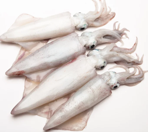 Frozen Baby Squid