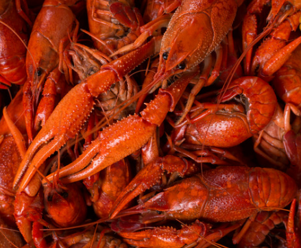 Crawfish