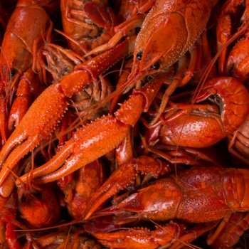 Crawfish