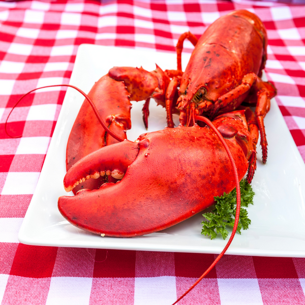 Fresh Atlantic Lobster - Live or cooked | Fisherman's Market